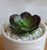 Artificial succulents Lifelike Mini Artificial Plants, French pots - minxxshop.com